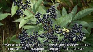 На каком расстоянии сажать яблони друг от друга