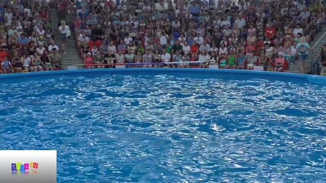 Сочи парк – детский парк развлечений. Краткий видео обзор и отзывы. смотреть онлайн