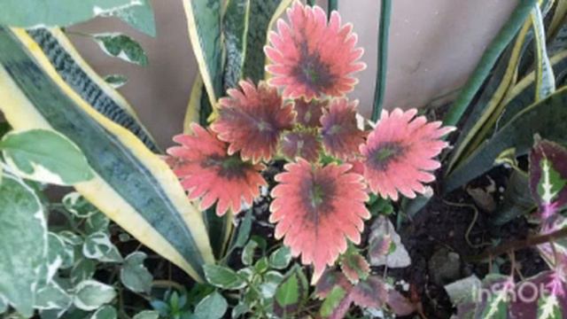 Vlog #218 Blooming Plants In Our Garden смотреть онлайн