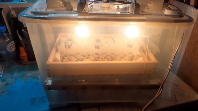 Инкубация перепелиных яиц в самодельном инкубаторе. смотреть онлайн