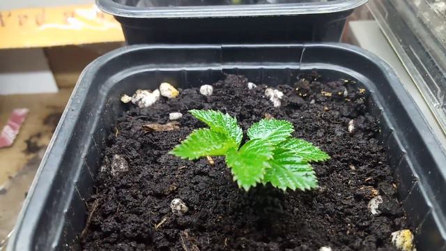 Ежевика иксперимент смотреть онлайн