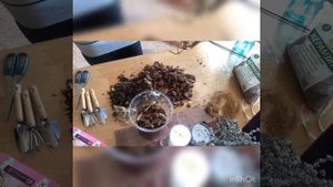Пересадка орхидеи в новый грунт