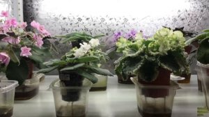 Новый стеллаж для фиалок. Новые лампы для фиалок. Обзор покупок