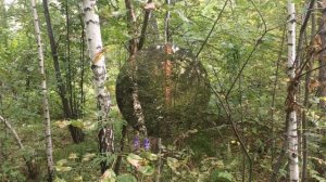 Прогулка по лесу. В лесу летом. Новосибирская область.