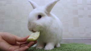 Милый кролик кушает яблочко и умывается ?