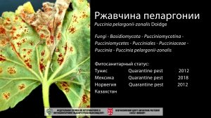 Ржавчина пеларгонии  (Puccinia pelargonii-zonalis Doidge)