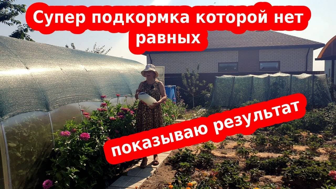 Супер подкормка помидор и овощей, которой нет равных//раствор Бесараба на сыворотке