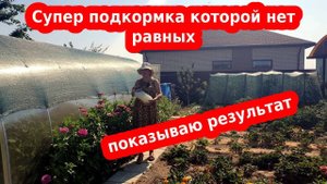 Супер подкормка помидор и овощей, которой нет равных//раствор Бесараба на сыворотке