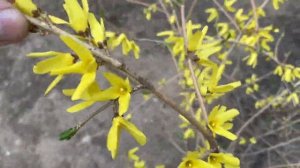 Секрет ежегодного цветения форзиции!