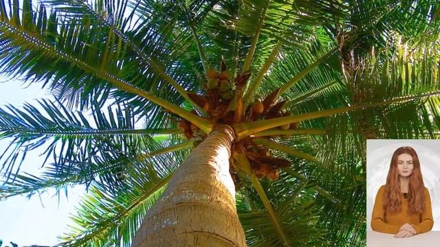 Ананас - это ягода или фрукт? Не угадали! смотреть онлайн