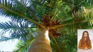 Ананас - это ягода или фрукт? Не угадали!