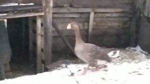 Все о породе Тульских гусей. Месте содержания, кормешке и уходе.