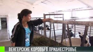Венгерские коровы на приднестровской ферме