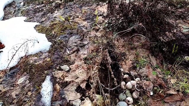 Цветник - обрезала лаванду и иссоп. Огород - первые посевы, посеяла цветы на рассаду. смотреть онлайн