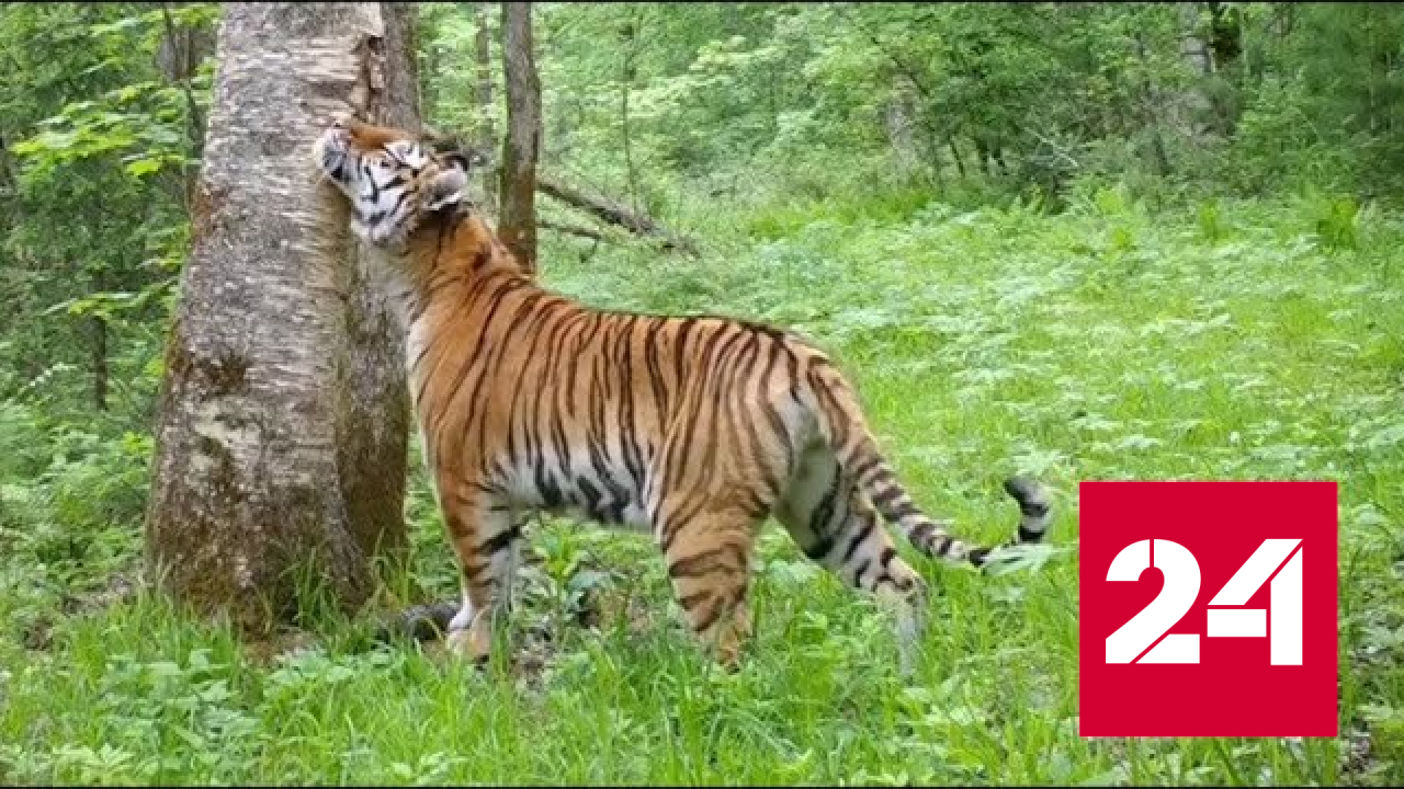 Тигрица уютно расположилась на траве возле фотоловушки - Россия 24