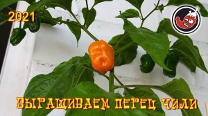 Любят ли перцы жару? Отчет по перцам чили из Омска.