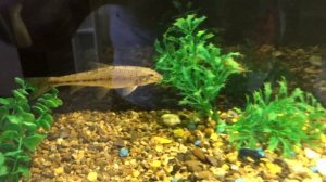 Речной ПЕСКАРЬ в аквариуме . Видео №2. Неделя после запуска