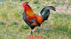 Домашнии животные. Карточки Домана #3