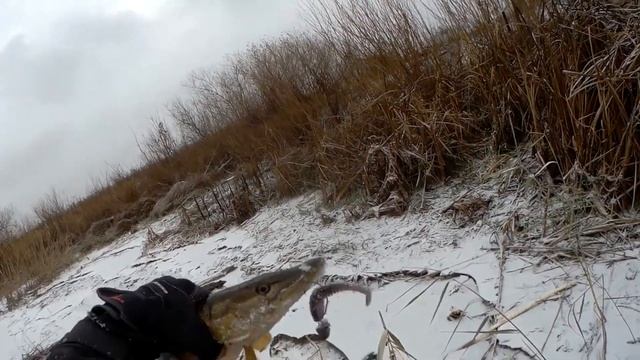 Обзор посылки с виброхвостом Pontoon 21 Awaruna Dun из Fmagazin.ru смотреть онлайн