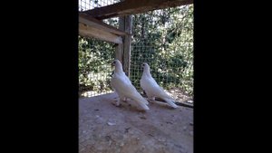 Бойные ГОЛУБИ группы ГОЛУБЕВОДЫ МИРА (часть 2)