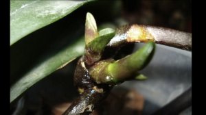 Применение цитокининовой пасты на орхидеях для размножения.