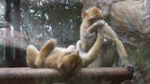 Monkeys grooming each other in Barcelona zoo. Very Funny!