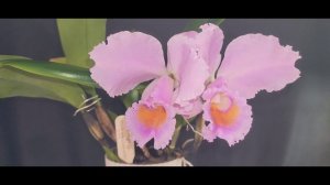 Cattleya schroederae spotlight