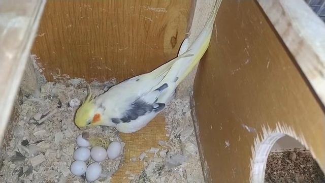 КОРЕЛЛА папа кормит малыша который только что вылупился