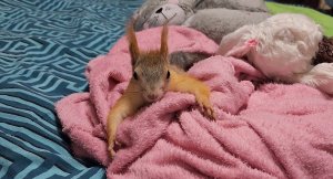 Как комфортно обустроить вольер для белки/ игрушки и прочее... ?️