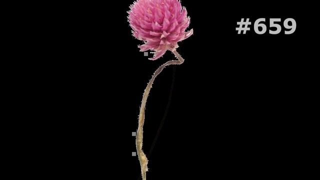 #659. Кашка - самые яркие цветы