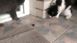 Кошки на охоте.