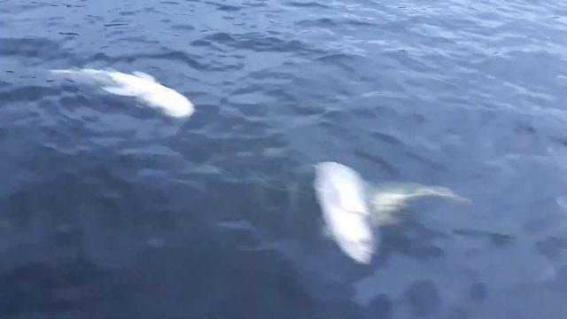Сети на Десногорском водохранилище