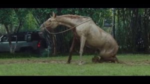 кунг фу жеребец 2023