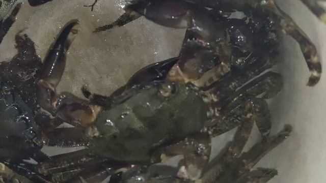 Охота на крабов. Туапсе смотреть онлайн