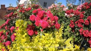 Цветение роз 2022