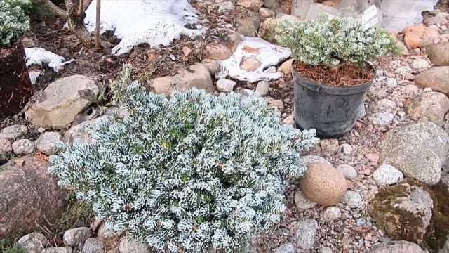 ПИХТА КОРЕЙСКАЯ КОГОУТС АЙСБРЕКЕР -В ПРОДАЖЕ 2023г смотреть онлайн