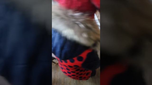 Веселые Козлята в контактном зоопарке Кемерово) смотреть онлайн