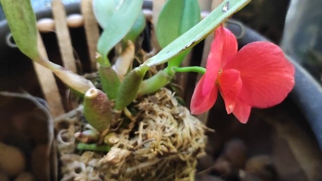 Sophronitis brevipedunculata ( Cattleya wittigiana var. brevipedunculata) смотреть онлайн