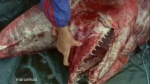 ЧУДО-ЮДО РЫБА-КИТ