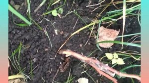 ВИНОГРАД ? однолетний саженец укрываем на ЗИМУ.  #виноград #дача #укрываемвиноград