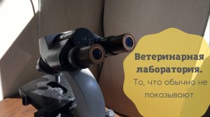 Ветеринарная лаборатория. Как проверяют мясо на наличие паразитов и бактерий?