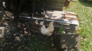 Эффективная не дорогая паровая воскотопка своими руками.\Жизнь в деревне.
