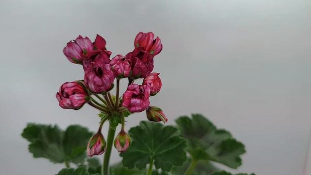 Ožkinių gėlės смотреть онлайн