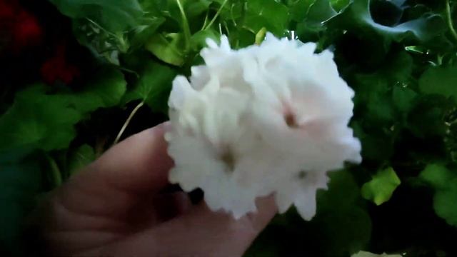 Такой РАССАДЫ вы ещё не видели, растёт на обычной земле.