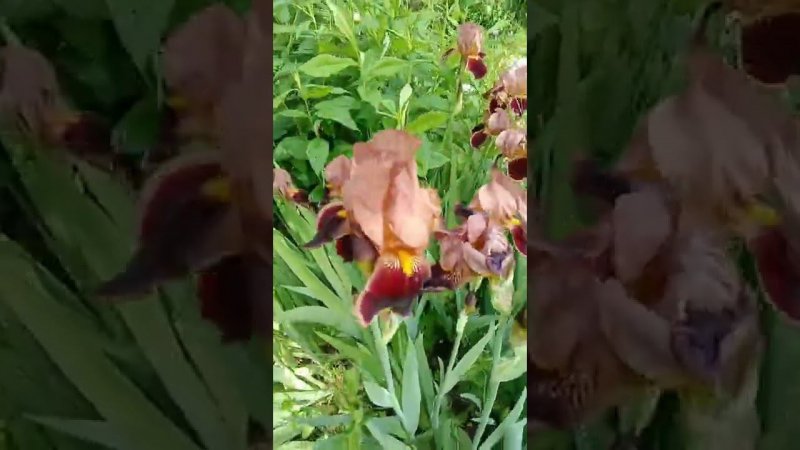 Ирисы на даче