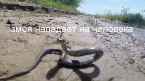 Змея нападает  на человека, видео rybachil.ru.mpg