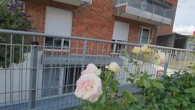 САМЫЕ красивые РОЗЫ! Переучёт РОЗ в САДУ! | #962 смотреть онлайн