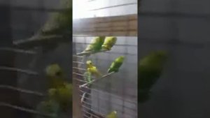 обустройство вальера для попугаев на чердаке