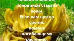 Удобрение из банановой кожуры.
