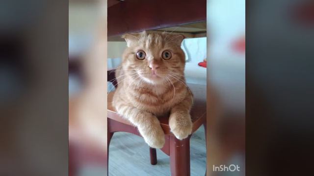 Родился вислоухий котенок #солнышко_рыжее #умныйкот #котенок #шотландскиекотята